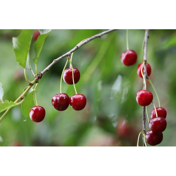 EkaMedica Wiśnia, sok, 500 ml – suplement diety EkaMedica Wiśnia, sok, 500 ml – suplement diety - zdjęcie produktu