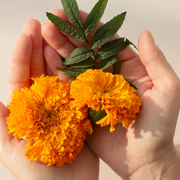 New Nordic Blue Berry Plus – suplement diety (60 tabletek) - zdjęcie produktu